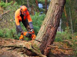 Professional Tree Services in Wallington, NJ