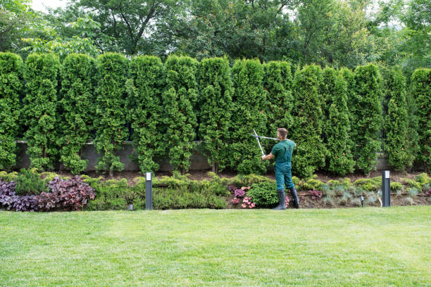 Organic Lawn Care Solutions in Wallington, NJ